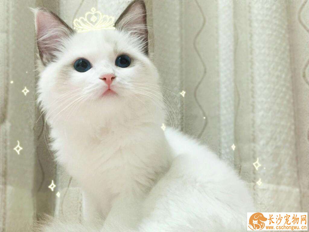布偶猫吃什么长肉 想要布偶猫长肉这样喂