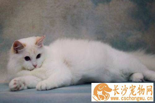 布偶猫挑食吃什么猫粮 布偶猫挑食喂食这两种猫粮最好