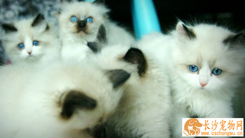布偶猫什么颜色的最好 布偶猫原来颜色这么多