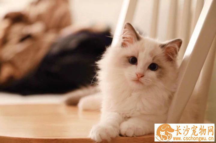 纯血统布偶猫有什么特征 这个特征就足够证明了