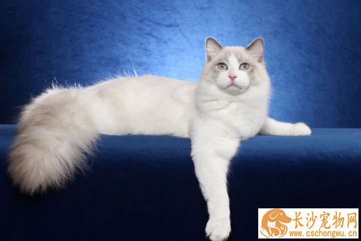 纯黑布偶猫有吗 布偶猫原来有这么多颜色