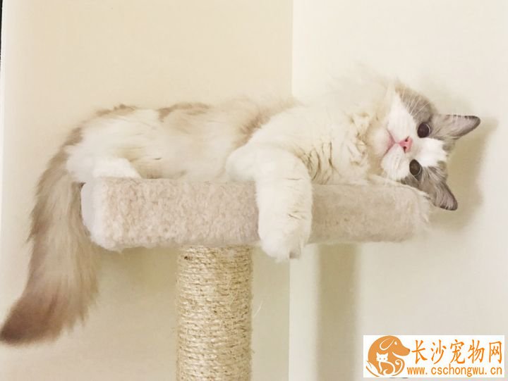 布偶猫什么颜色最好看  布偶猫原来有这么多种颜色