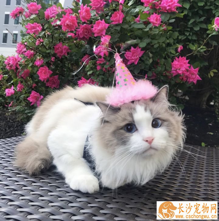 布偶猫的优点和缺点  布偶猫居然这么多缺点