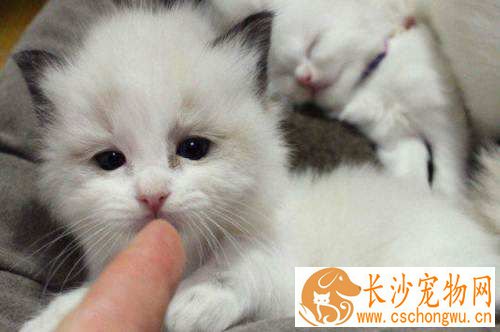 布偶猫多大可以配种  布偶猫配种注意事项这么多