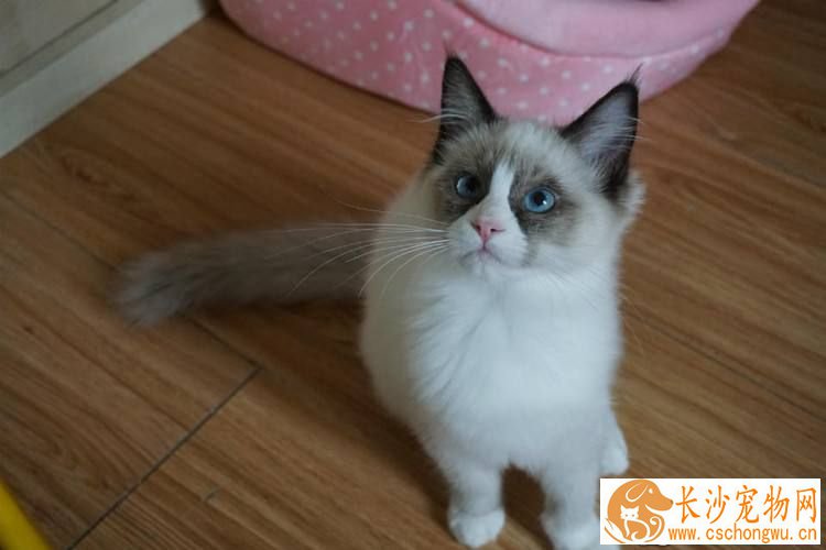 布偶猫用什么猫砂和猫砂盆  选择起来竟然这么麻烦