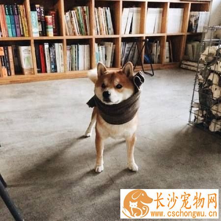 柴犬耳朵有豁口 柴犬耳朵有豁口正常吗