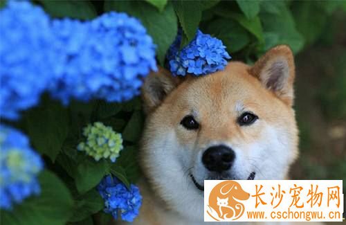 柴犬和柯基杂交 柴犬和柯基生出的狗狗会是什么样的