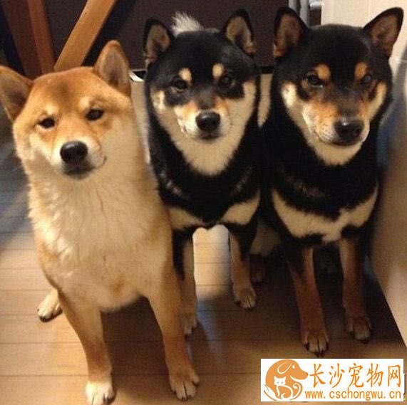 柴犬标准腿长 柴犬腿长多少