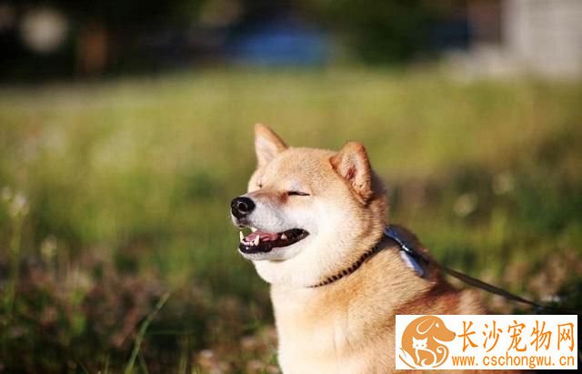 柴犬耳朵间隔很大 柴犬不纯正耳朵有什么表现