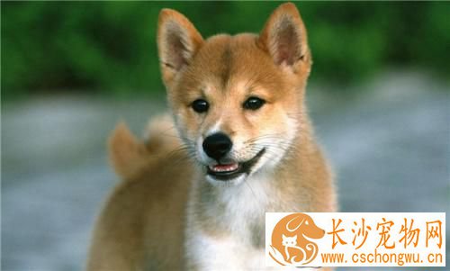 所有的柴犬都会笑吗  柴犬笑是什么意思