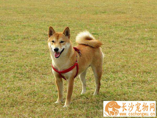成年柴犬怎么卖 柴犬多少钱一只