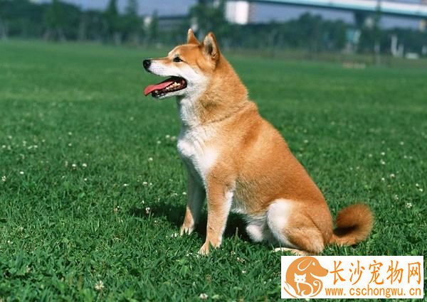 柴犬一直耷拉着尾巴 柴犬耸拉着尾巴的原因