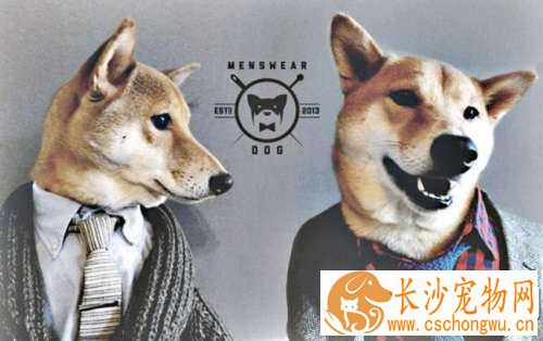 柴犬不喜欢张嘴 柴犬张嘴是笑吗