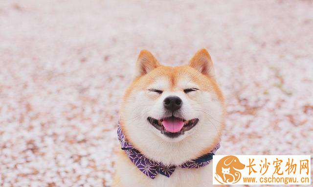柴犬大便带血  这三件事是引起柴犬大便大血的常见原因
