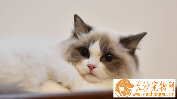 布偶猫公母脸型区别 如何区分公母布偶猫