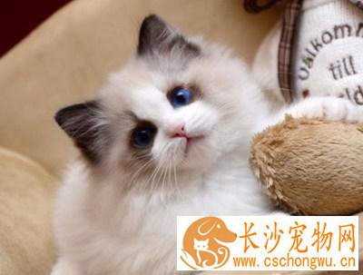 布偶猫幼猫如何饲养 饲养布偶猫幼猫要注意什么