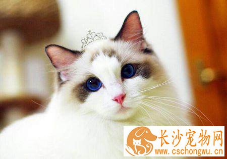 布偶猫尾巴都是蓬松吗 布偶猫尾巴不蓬松是怎么回事