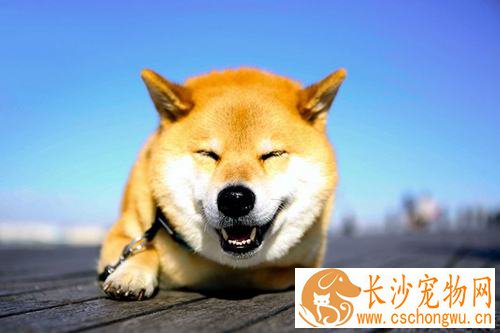 柴犬多大会笑 柴犬笑是什么含义