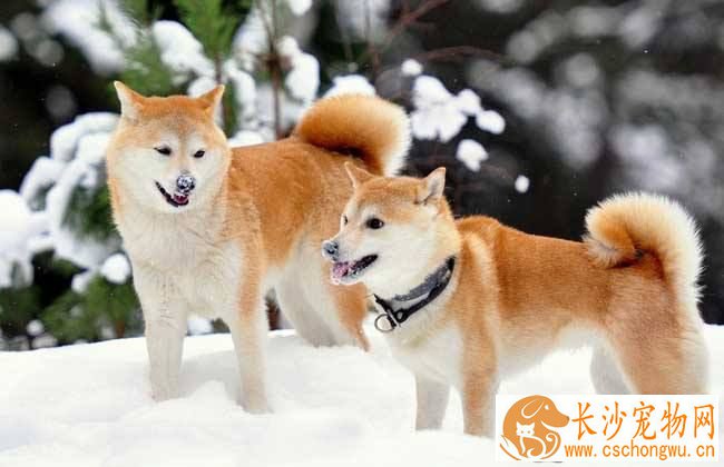 柴犬肚子毛色多久变白 柴犬的毛色有几种