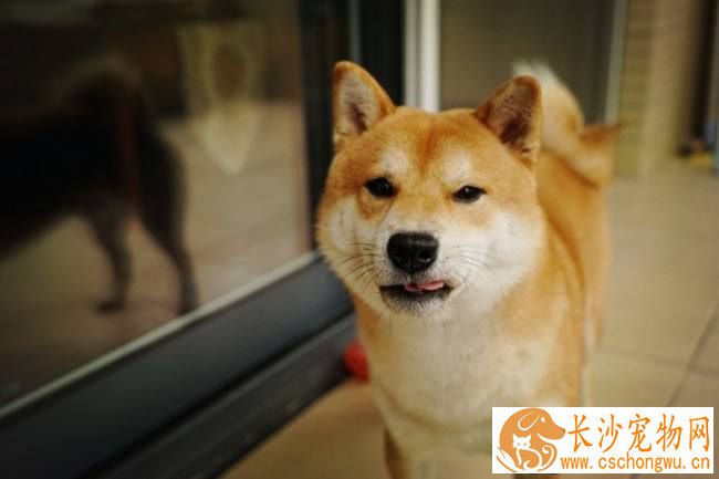 纯种柴犬好养吗咬人吗 纯种柴犬的特点有哪些