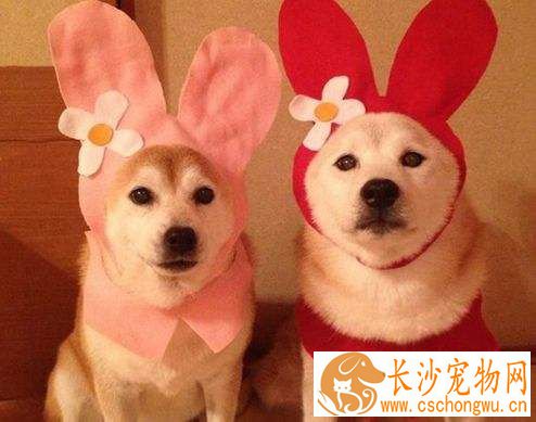 柴犬智商和金毛对比 没想到柴犬居然是这个智商排名