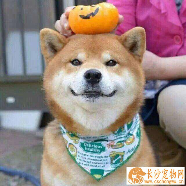 柴犬智商如何排行第几 柴犬聪明吗
