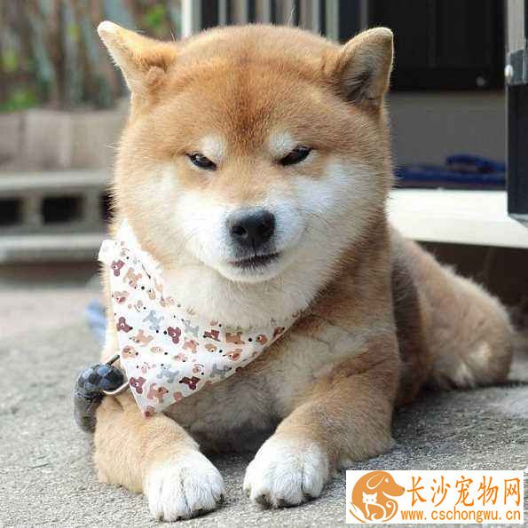 柴犬可以吃鸡肝吗 柴犬吃鸡肝没想到坏处这么多