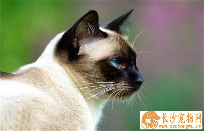 暹罗猫都是蓝眼镜吗 暹罗猫眼睛变色怎么回事