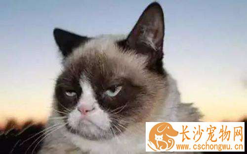 暹罗猫肚子上的毛变黑 暹罗猫毛变黑的原因