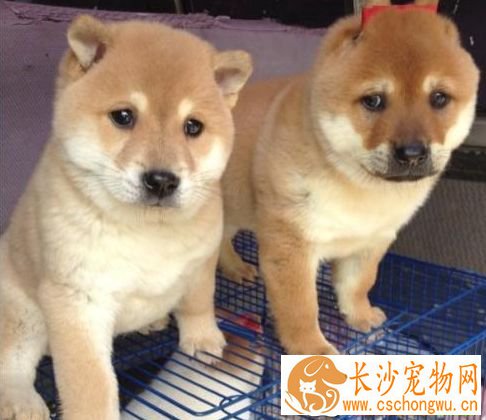 柴犬大便很臭 引起柴犬大便很臭的原因居然这么多