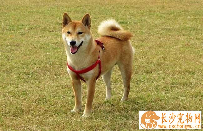 柴犬大便不成形 这三招可以解决问题
