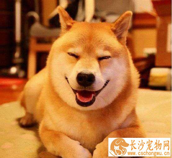 柴犬吃什么发毛 以下三种食物可以让柴犬美毛