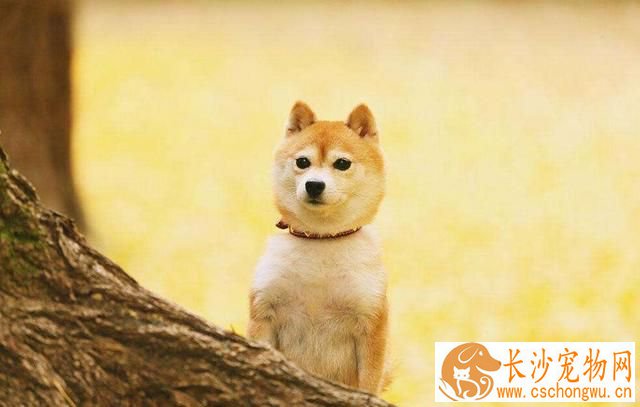柴犬可以剃毛吗 柴犬剃毛需要注意的三个事项