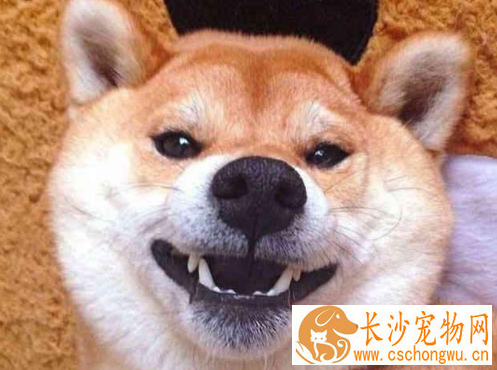 柴犬幼崽多少钱一只 柴犬幼崽价格浮动居然这么大