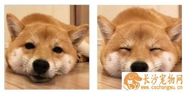 怎样训练柴犬大小便 训练柴犬大小便从这个步骤开始