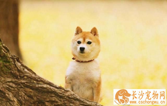 柴犬怎么养和养柴犬的禁忌 养柴犬需要注意下面三个事项