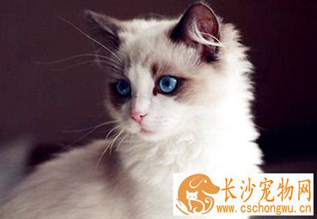 布偶猫爪子颜色 布偶猫爪子什么颜色最好