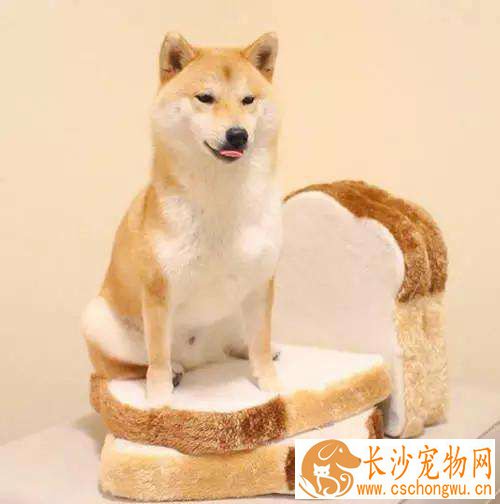柴犬好训练吗 没想到训练柴犬这么简单