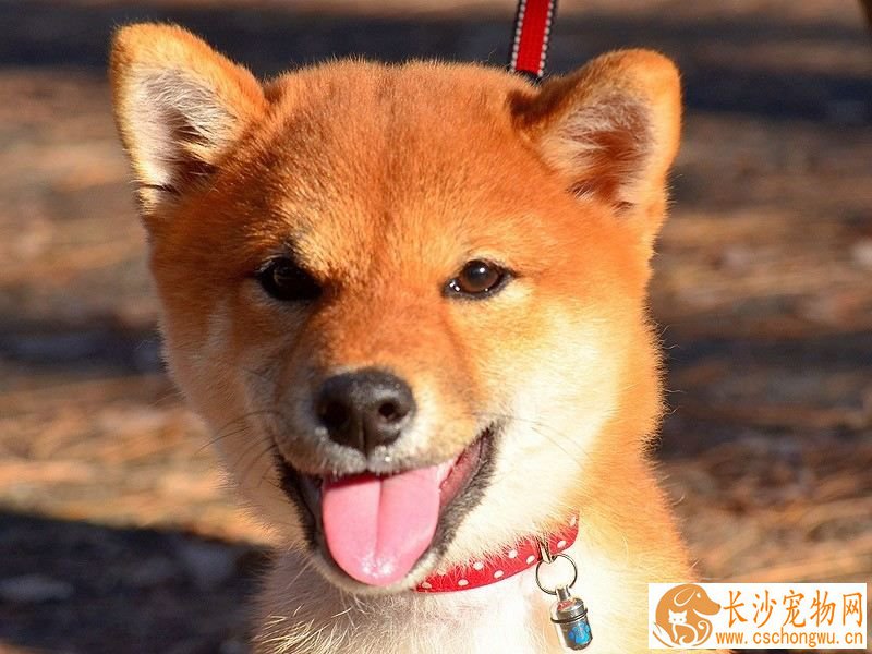 别人养过的柴犬好养吗 怎样帮助柴犬适应新主人