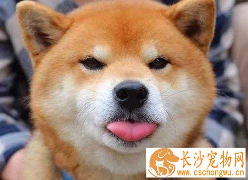 为什么养柴犬的人很少 扎心了原来是这样