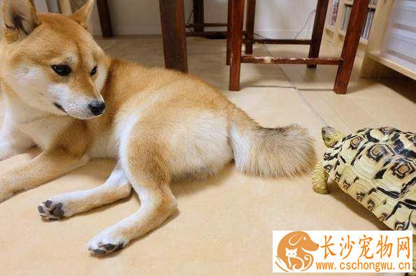 小豆柴犬好养吗 小豆柴犬的饲养方法没想到这么简单