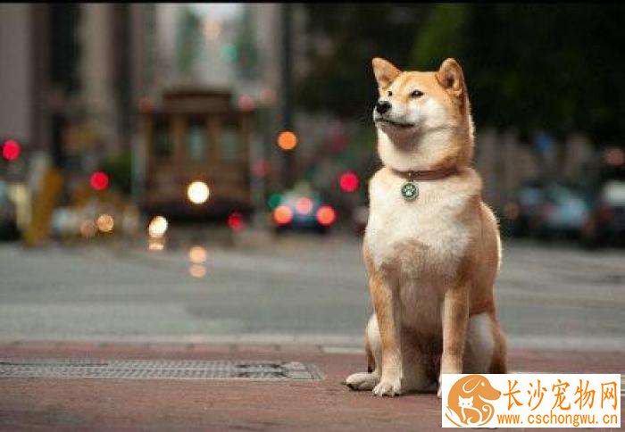 柴犬不听话怎么办  柴犬不听话这样一招就可以搞定