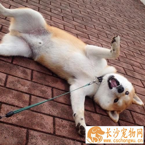 柴犬可以吃什么蔬菜 柴犬能吃的蔬菜有很多
