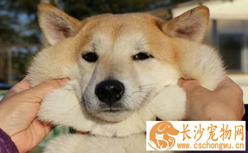 柴犬不能吃什么水果 柴犬不能吃这些水果的原因