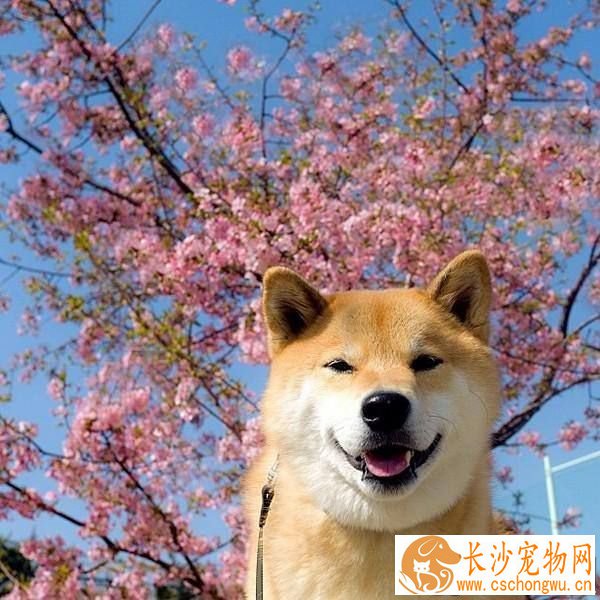 柴犬从几个月适合开始训练 怎样训练柴犬