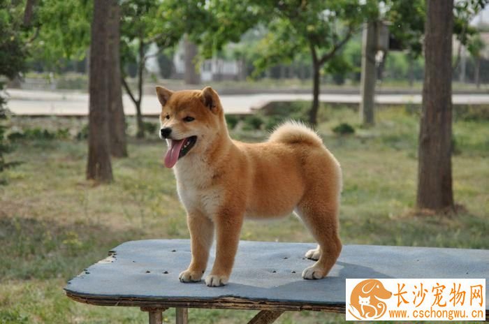 柴犬能活多久 原来柴犬只能陪伴我们这么短的时间