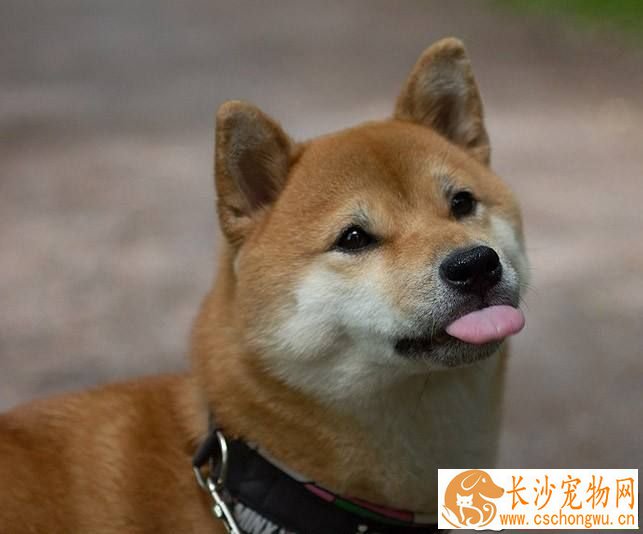 柴犬能吃米饭吗 柴犬吃米饭的好处