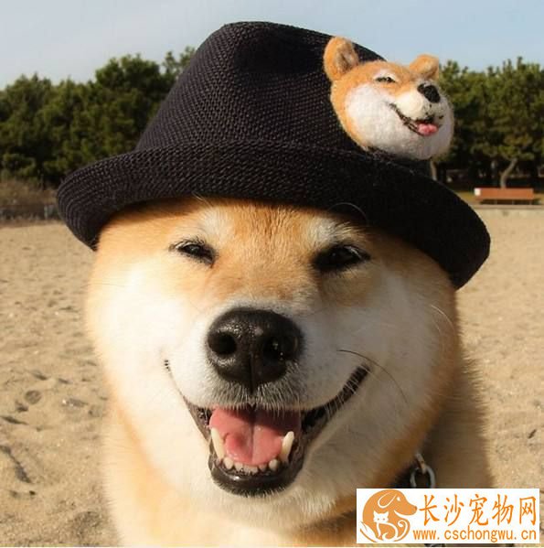 柴犬咬人怎么办 这招可以简单防止柴犬咬人