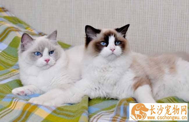 为什么布偶猫不伸爪子 布偶猫原来这么温顺