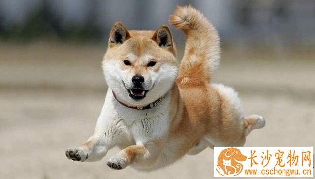柴犬不喜欢人抱 柴犬不喜欢被抱的原因竟然是这样